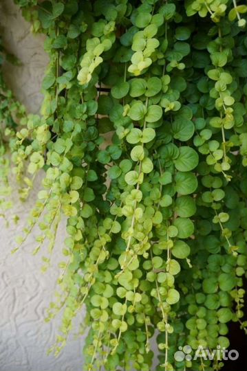 Вербейник монетчатый зелёный и аурея