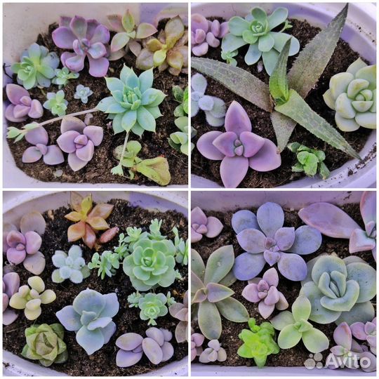 Суккуленты - коллекция