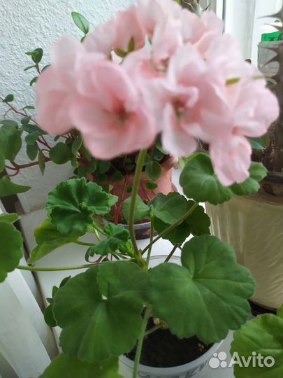 Пеларгония герань сортовая