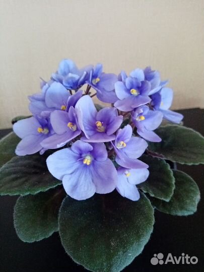 Фиалка цветущая