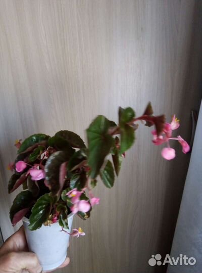 Бегония вечноцветущая