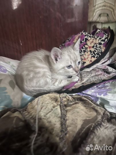 Тайские котята