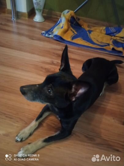 Тверкпинчер