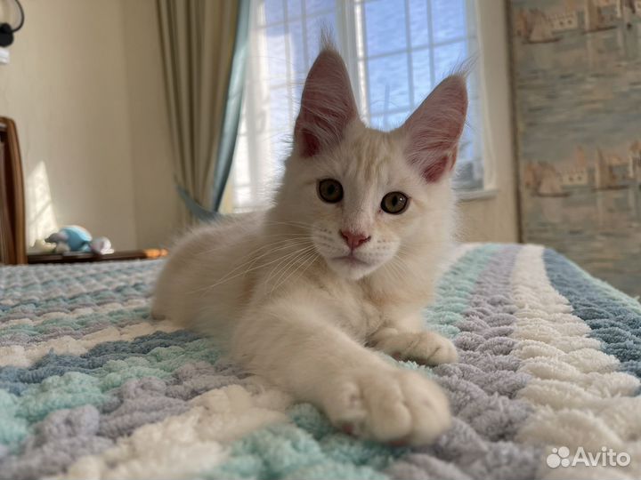 Осенние котики