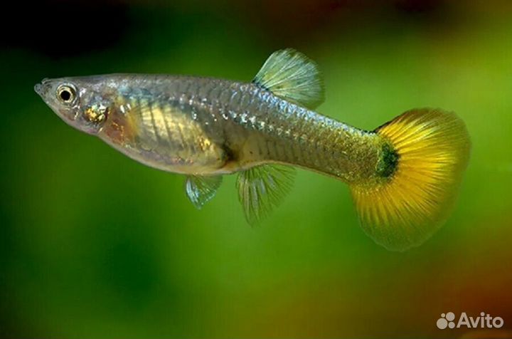 Аквариумные рыбки гуппи