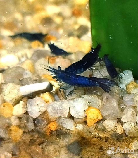 Креветки blue dream