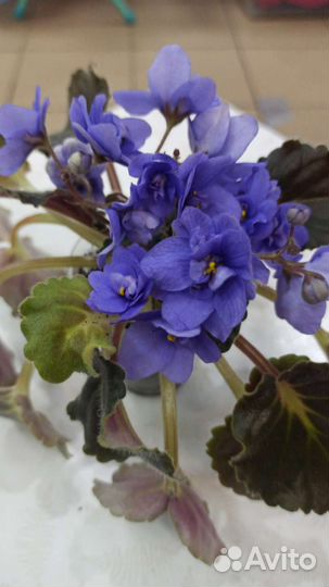 Сортовые фиалки