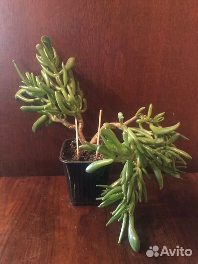 Денежное дерево крассула голлум хоббит