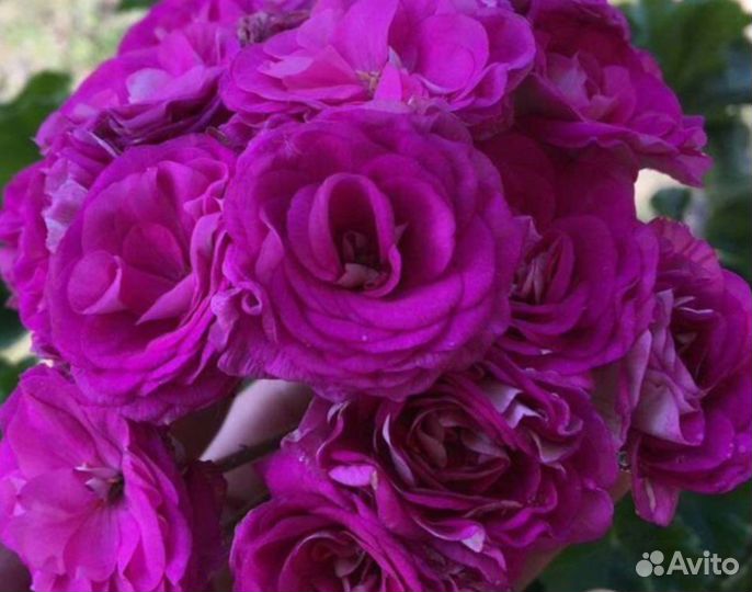 Пеларгония герань сортовая