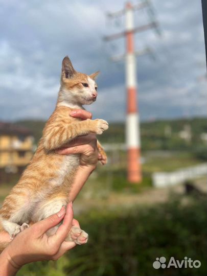 Выброшенным малышам очень нужен дом