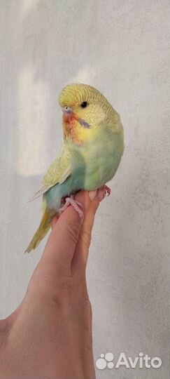 Выставочный волнистый попугай