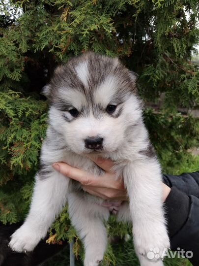 Щенки маламут