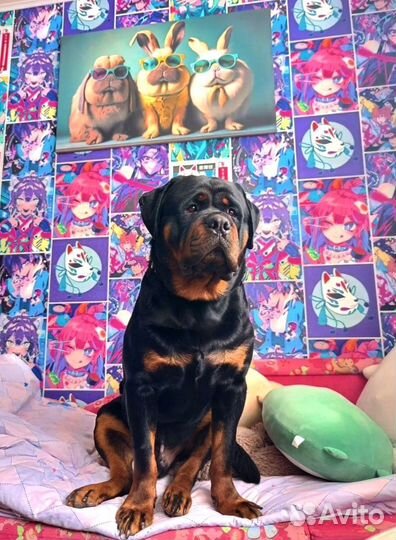 Вязка ротвейлер