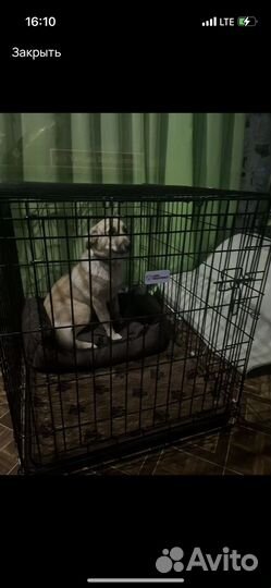 Собака в добрые руки