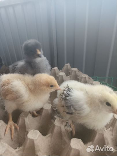 Цыплята
