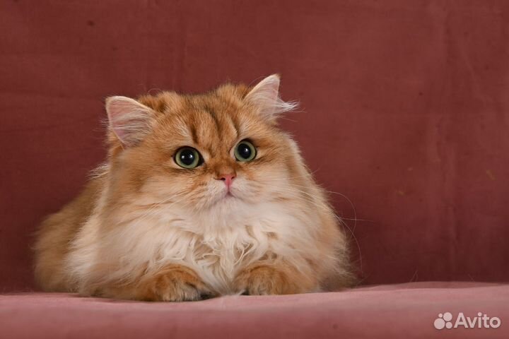 Британская длинношерстная