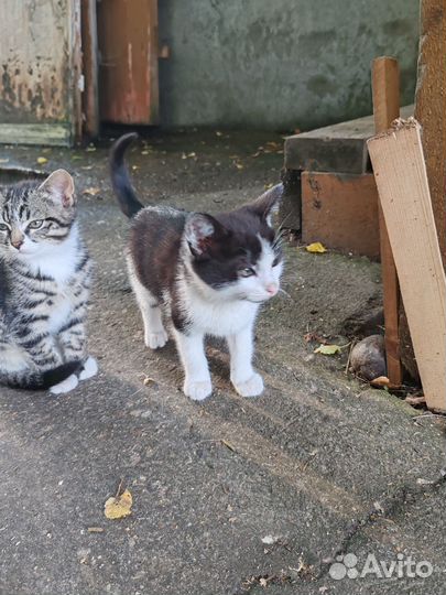 Кошки бесплатно