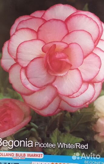 Бегонии в горшках