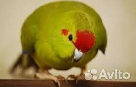 Попугаи какарики разных цветов