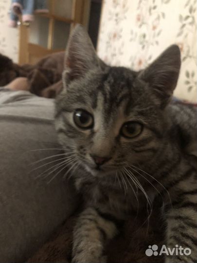 Кот в добрые руки