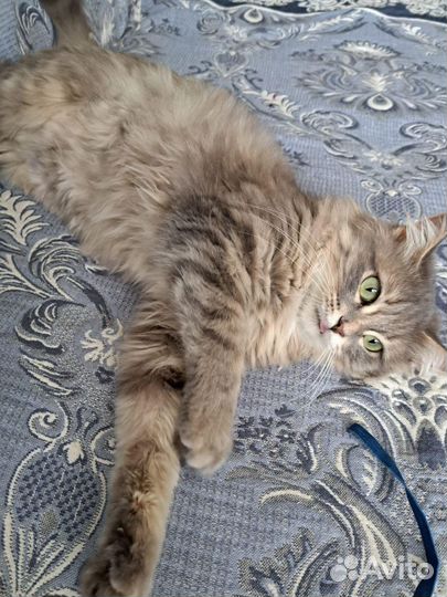 Кошечка Мила ищет дом