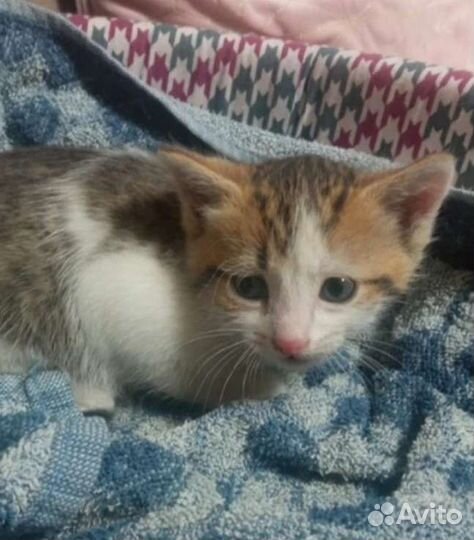 Этим животным нужен дом