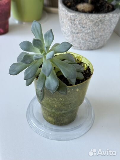 Суккуленты красивые