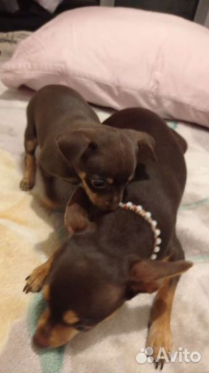 Мини той-терьер