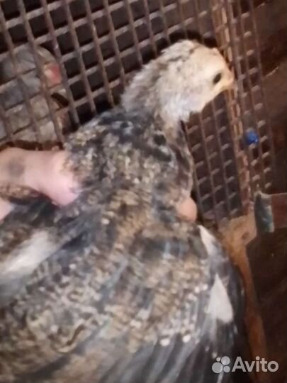 Цыплята кур несушек