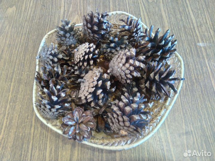 Шишки сосновые