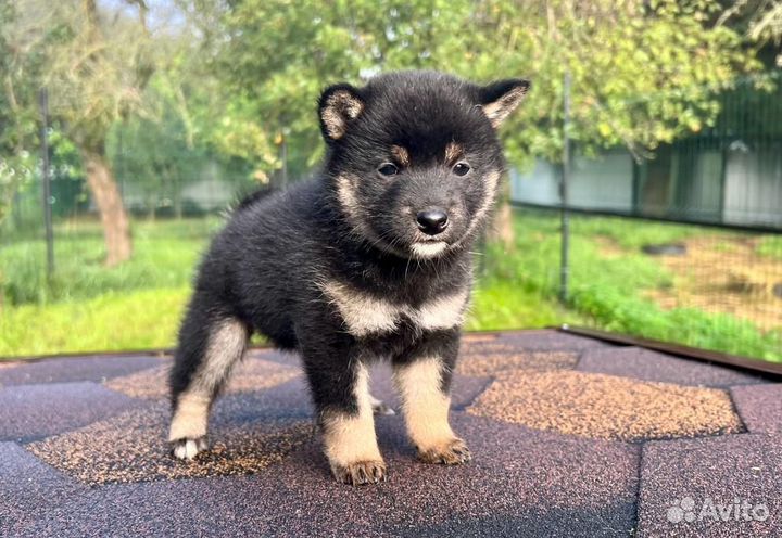 Щенки сиба ину (шиба)