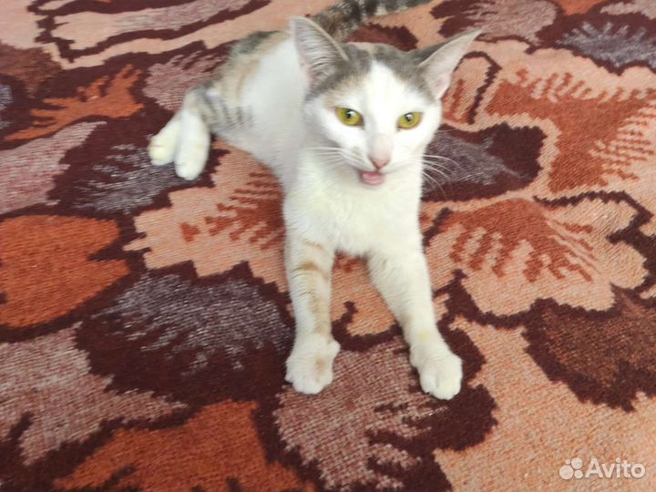 Кошка в дар бесплатно