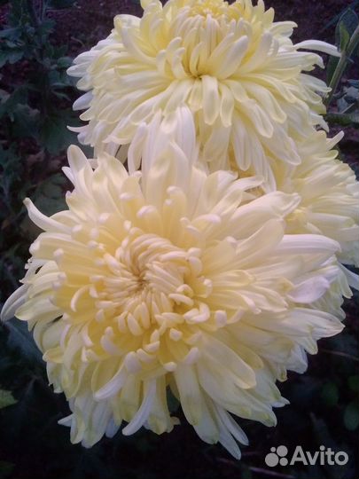 Хризантемы