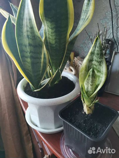 Сансевиерия