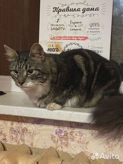 Кошку выкинули. Нужен дом