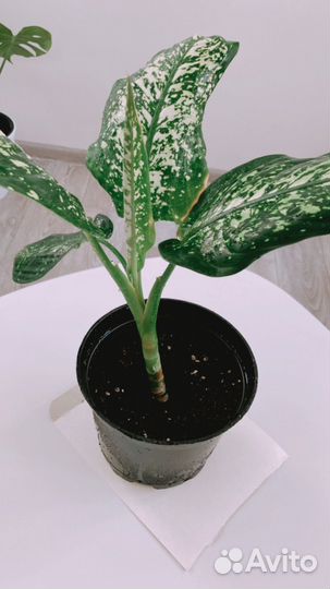 Диффенбахия