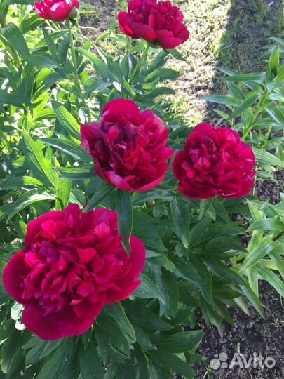 Многолетники для сада