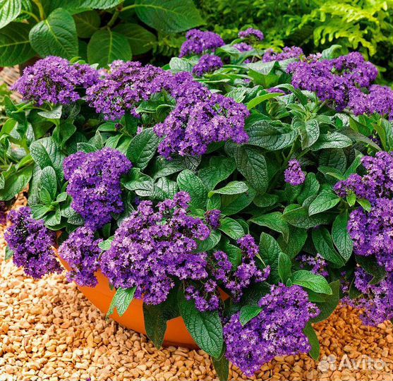 Много интересных растений