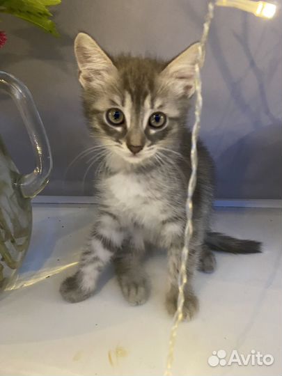Котята в добрые руки даром бесплатно