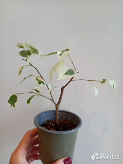 Фикус Бенджамина Твилайт