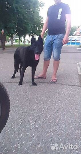 Вязка немец