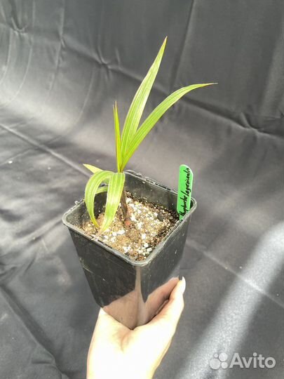 Hyophorbe Lagenicaulis / Бутылочная пальма