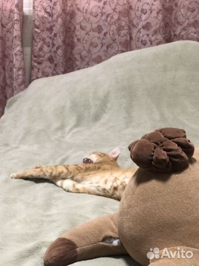 Котики бесплатно