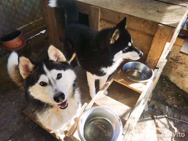 Сибирский хаски