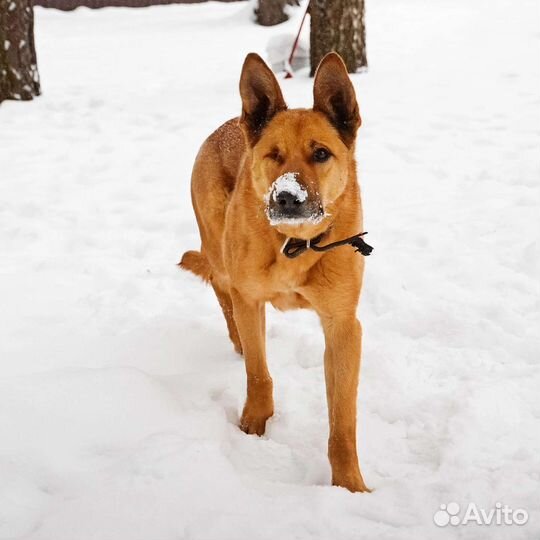 Собаки бесплатно в добрые руки