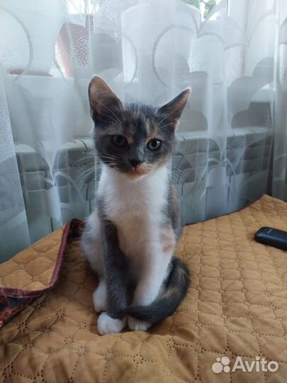 Трехцветное счастье