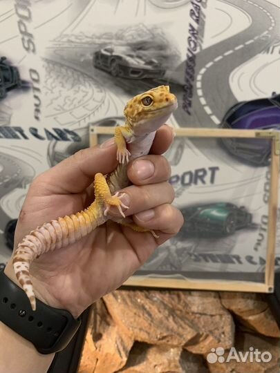 Эублефар с террариумом