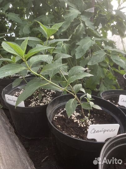 Гортензия Скайфолл