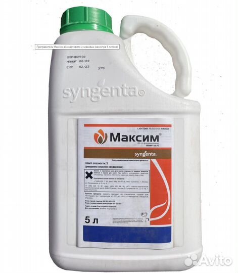 Семена озимого чеснока, лущеный зубок