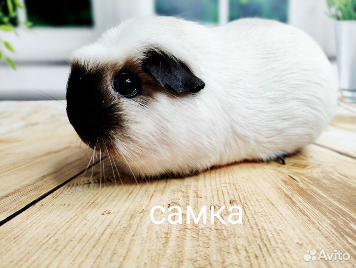 Морские свинки разные(самки и самцы)